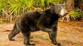 Florida Black Bear, Highlands County