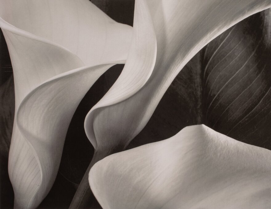 lily