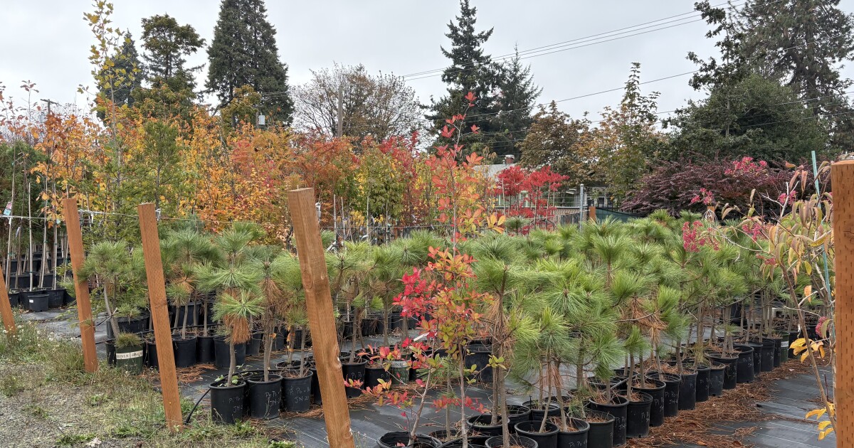 Eugene’s Urban Forestry Department plants street trees to reach city climate goals