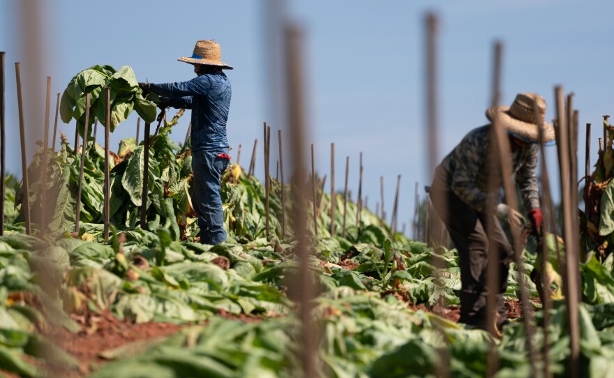 Documented migrant laborers harvest tobacco at Hoot Owl Hollow Farm in Amelia Court House, Va., in August. Farm owner, Kenney Barnard has relied on legal migrant labor for decades.