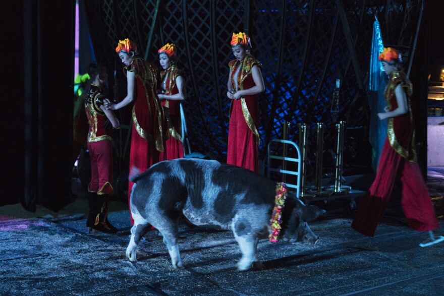 A large pig walks backstage as performers on stilts prepare to enter the arena. The circus features two 700-pound pigs, who perform with the dogs. They're smart enough to learn almost any trick, says trainer Hans Klose — but they're rather limited in the agility department.