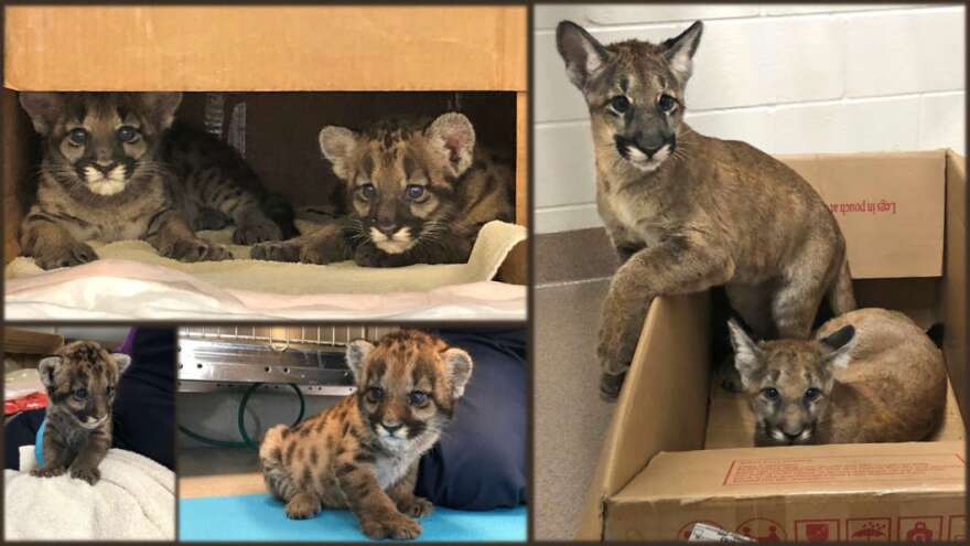 Panther kittens Cypress and Pepper show no signs of the neurological condition that is causing Florida's big cats to walk funny. The cats are about 2 weeks old on left and five months old on right. (CREDIT Florida Fish and Wildlife Conservation Commission and BluePearl)