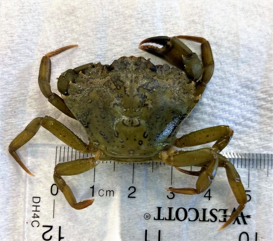 Invasive Green Crab.