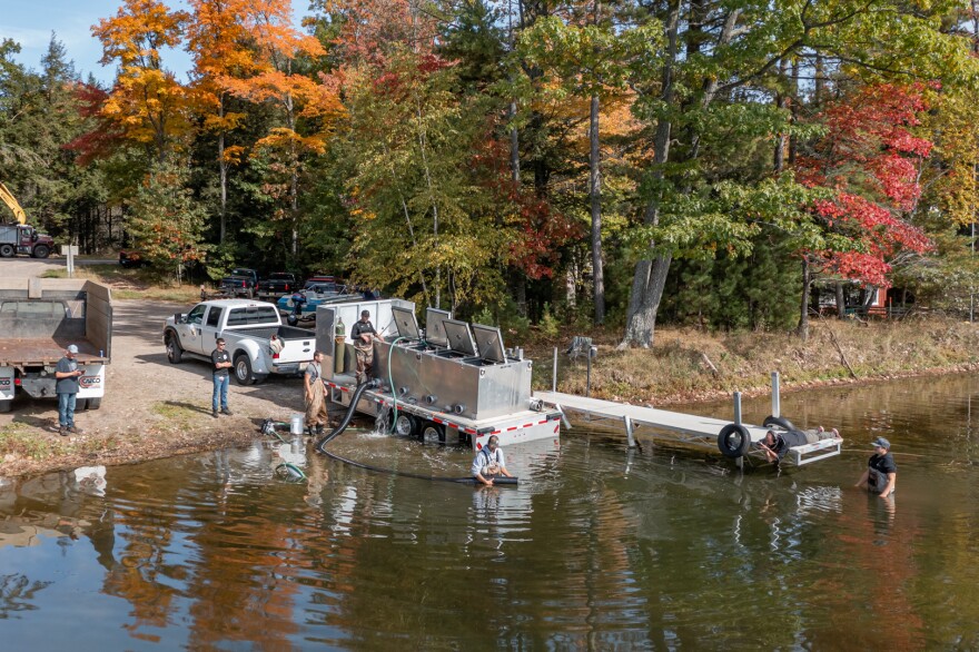 Mole Lake Fisheries workers release more than 4,000 walleye fingerlings at Pickerel Lake.