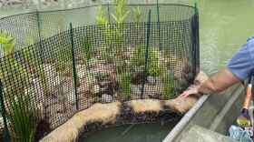 "Floating wetlands" at the Norfolk Botanical Garden on May 27, 2026.