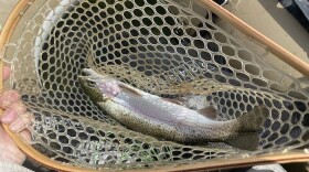 A fish in a fish net.