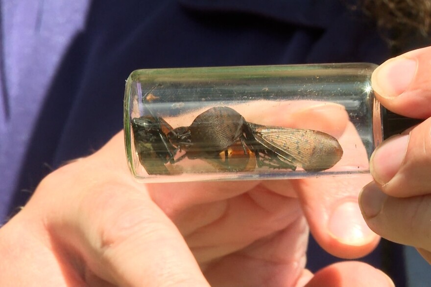 Spotted lanternflies are an invasive species native to southeast Asia.