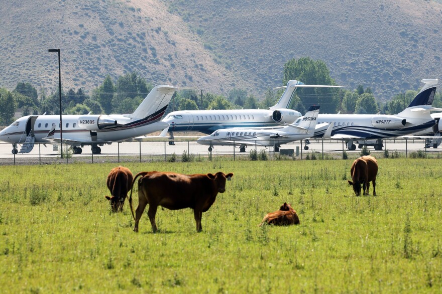 Cows graze in a green field next to a row of private jets, with mountains in the background.