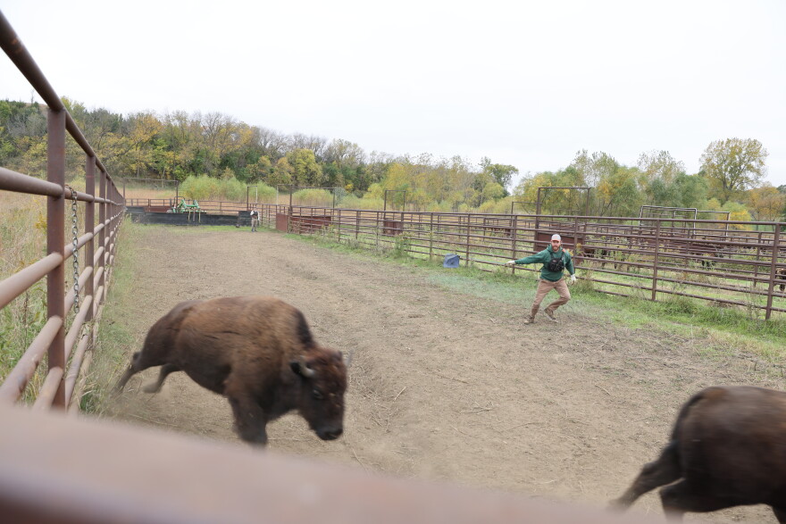 More thank 200 bison graze the Broken Kettle Grassland Preserve. Officials from The Nature Conservancy round them up each fall for health checks, counts, and distribution to other herds.