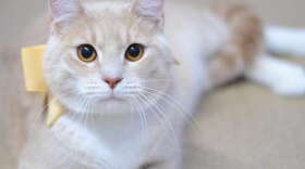 J.J. is another cat currently available for adoption. For $5, cats come fixed, vaccinated, microchipped and with five pounds of food. 