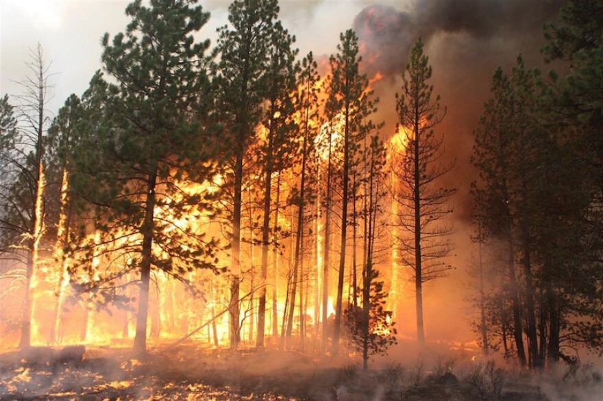 A wildfire burns through trees. Smoke rises from the flames.