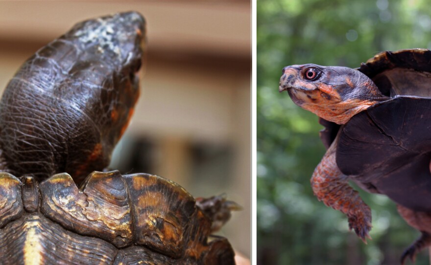 How Do You Save The Beloved Box Turtle A 100 Year Long Study Tpr How Do You Save The Beloved Box Turtle A 100 Year Long Study Tpr