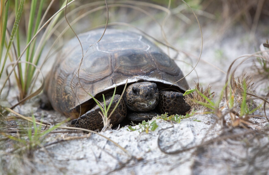 A gopher tortoise on Keewaydin Island on Wednesday, March 27, 2024. 