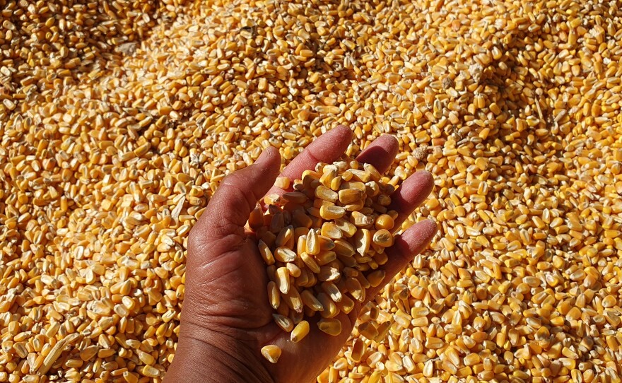 The corn in the corn "sandbox".