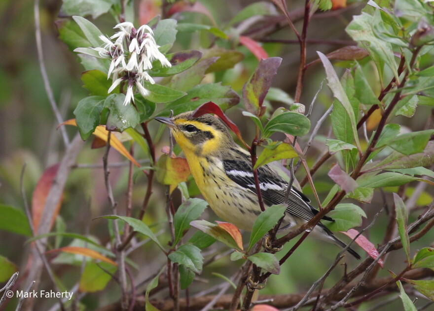 Blackburnian Warbler