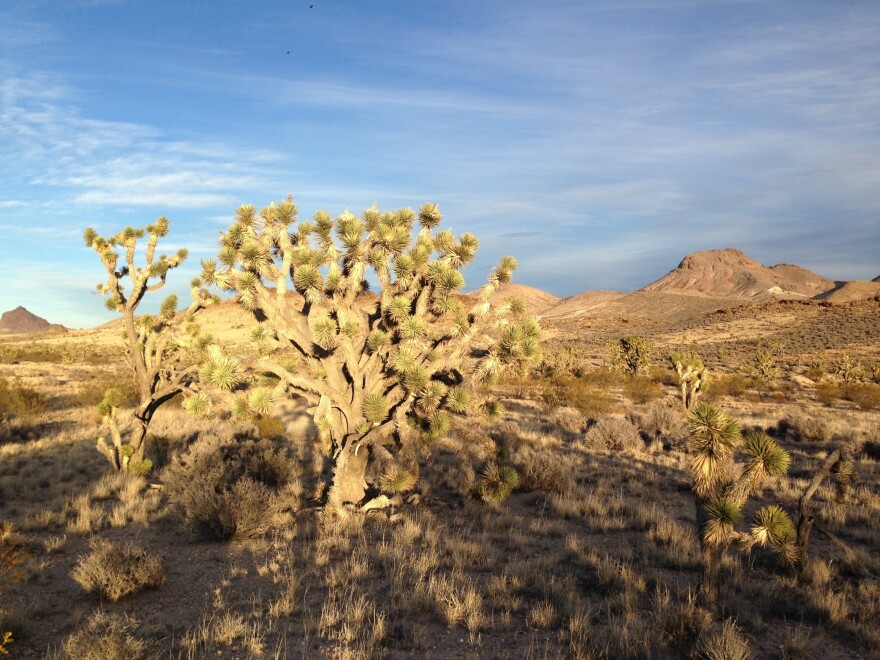 Castle Mountains National Monument connects two important mountain ranges.