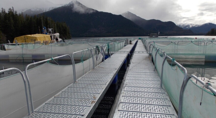 Net pens in Thomas Bay hold millions of tiny hatchery chum salmon.