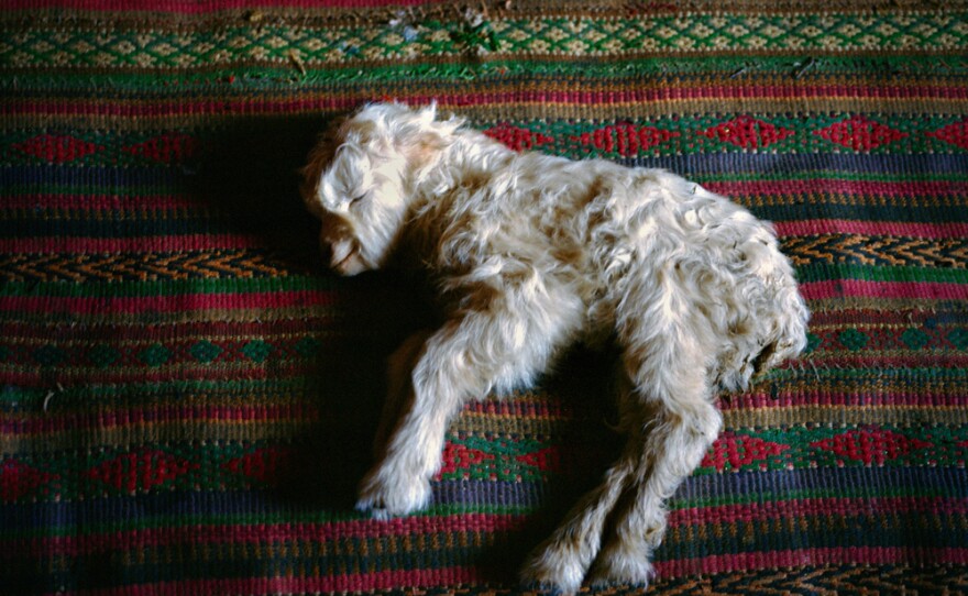 A newborn sheep, found early in the morning, is taken inside a mud-and-thatch house and laid on a carpet by a fire stove. A baby sheep born during a cold winter requires intensive care.