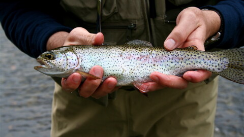 Two hands hold a medium sized rainbow trout in front of a body wearing waders.