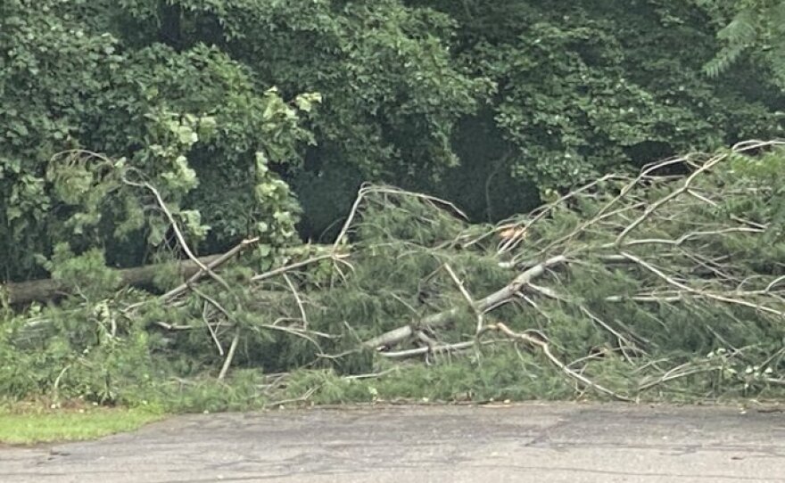 A tree down in Somers, Connecticut, the day after an EF-0 tornado struck the town. 