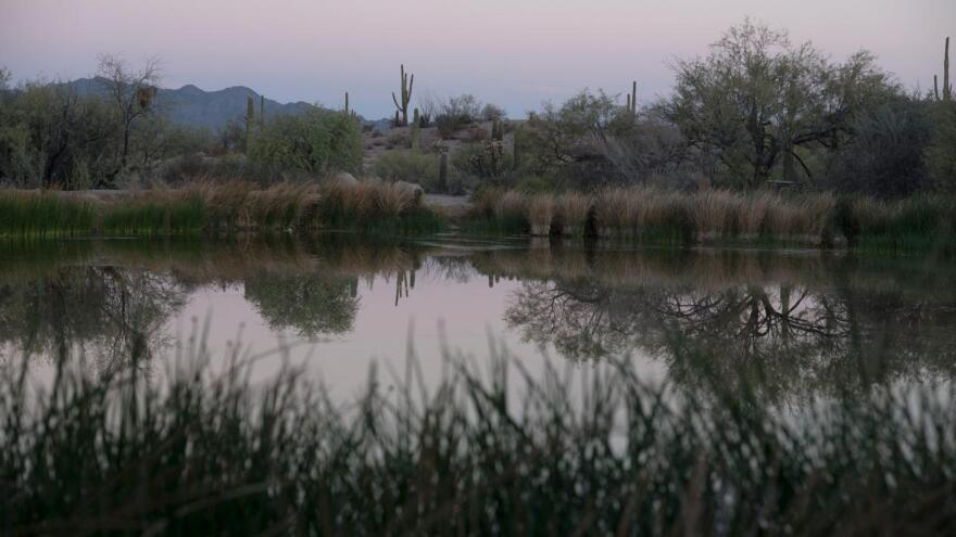 The pond at Quitobaquito Springs. In July 2020, the site's pond and spring dropped to historically low levels, concerning scientists and Hia C-ed O'odham tribal members about the effect of ongoing border wall construction.