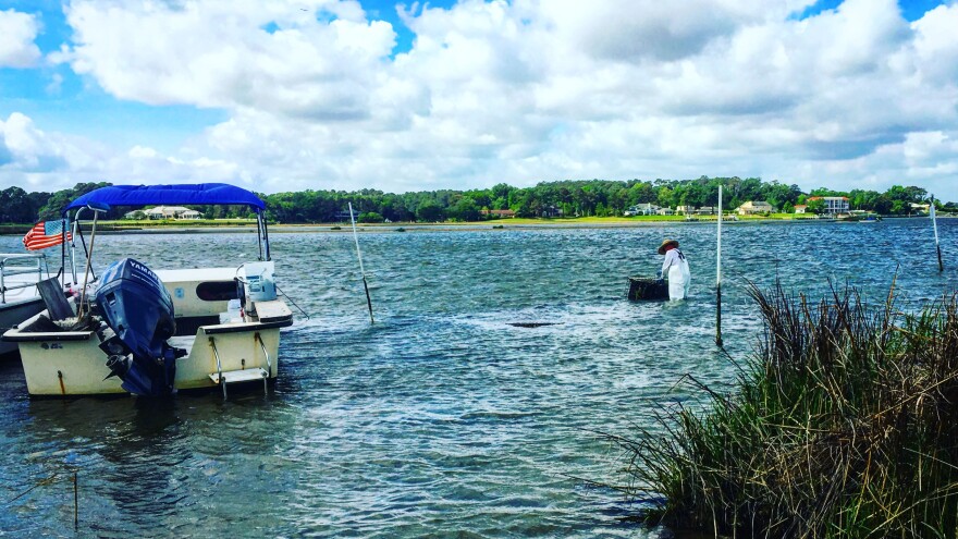 Captain Chris Ludford checking oyster cages. Photo Credit: Amber McCluney