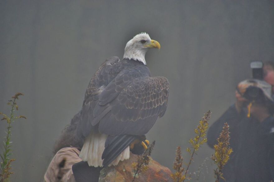 regis_the_bald_eagle.jpg