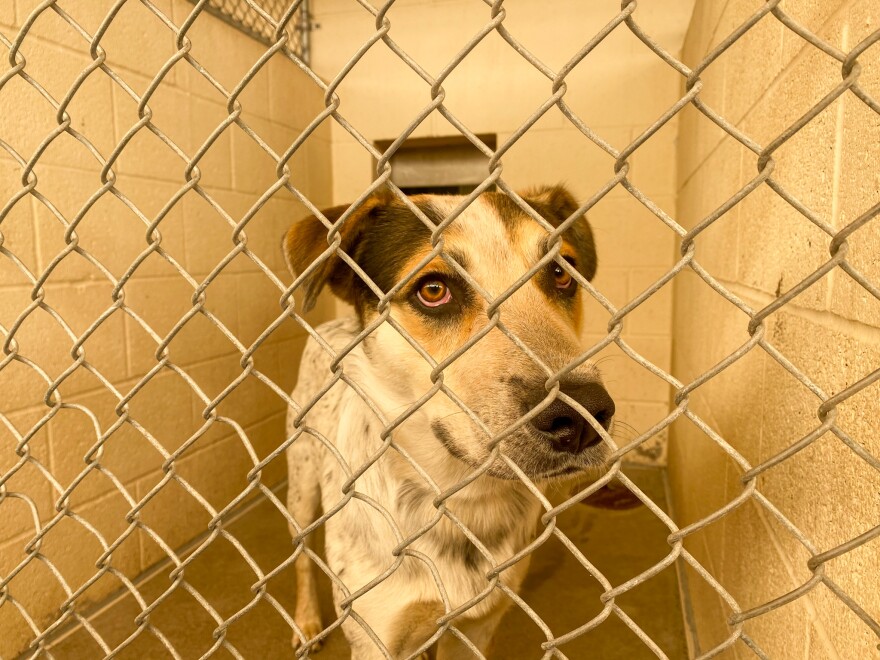 Maricopa County Animal Care and Control sees dozens of dogs a day — often more coming in than going out.