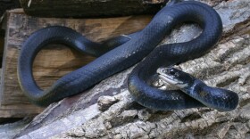 Coluber constrictor priapus (Southern Black Racer)