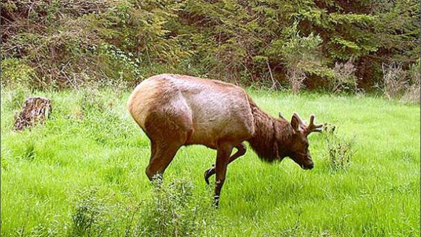 File photo of an elk with an abnormal hoof seen on a trail camera in northwest Oregon in 2015. CREDIT: MIKE JACKSON