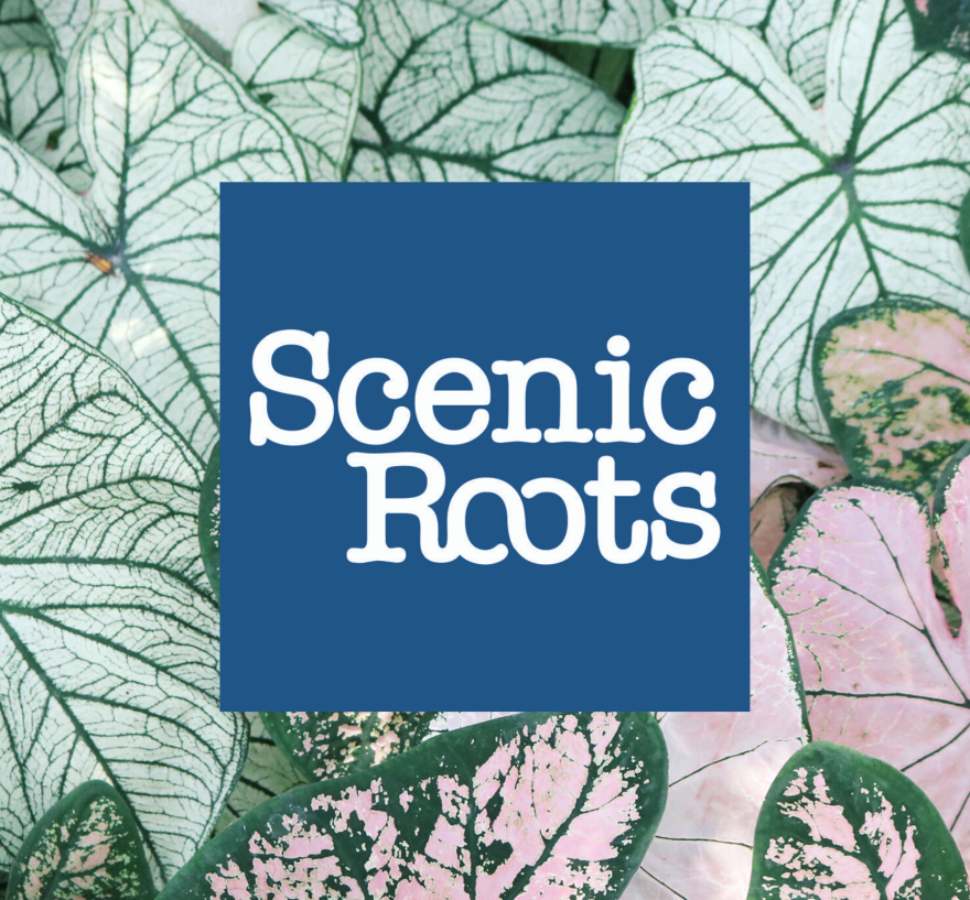 Scenic Roots - Weds 5/20/20