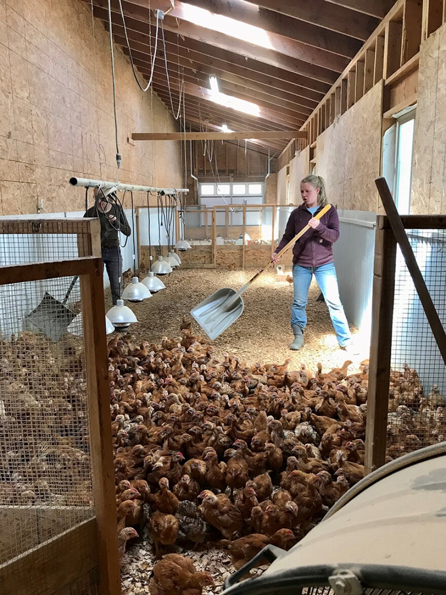 Kira Jarosz and Pheobe Cole herd chickens out of the brooder at Black Dog Farm in Livingston