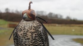 A hooded falcon of Brad Felger used in his business