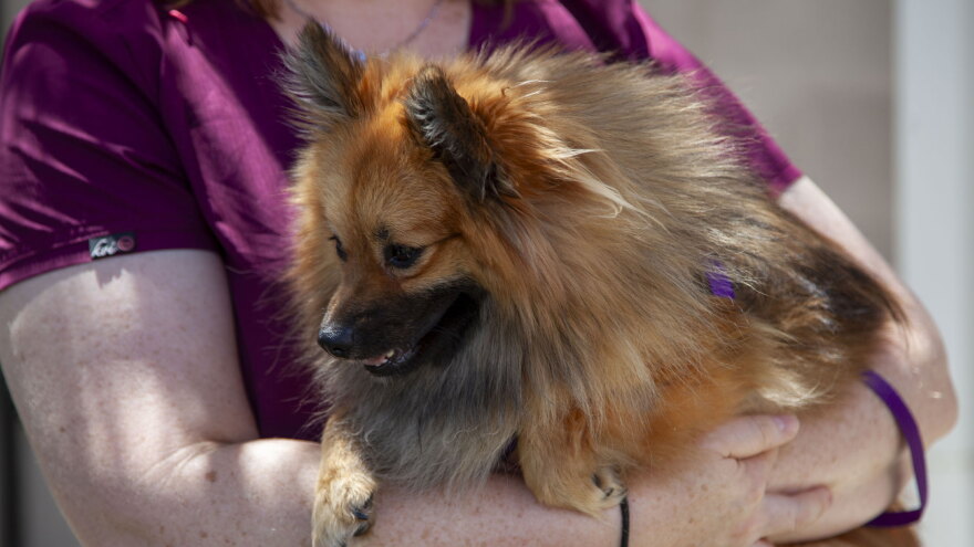 romeo human society of southern az