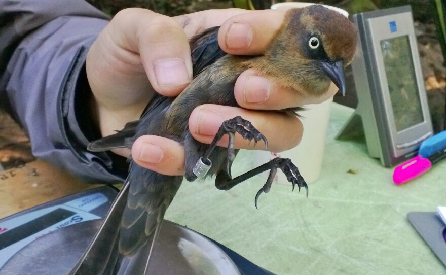 Rusty blackbird photo