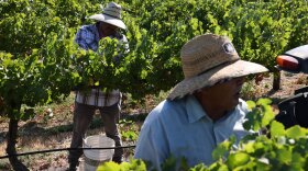 Workers pick grapes during harvest at Hyatt Vineyards Thursday, Sept. 18, 2025, in Zillah, Wash.