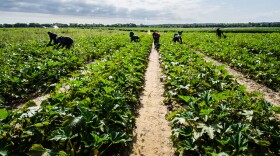 Migrant workers choose and cut off yellow squash at Kirby Farms in Mechanicsville, VA in 2013.