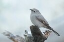 Townsend's solitaire