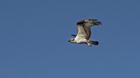 In Monroe County, ospreys are listed as a 'species of special concern.'