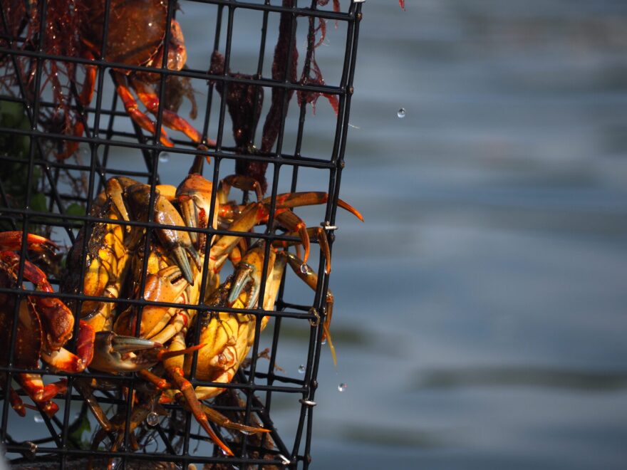 Crabs caught in a research trap are pulled from the briny waters of Little Bay into bright sunshine on the afternoon of Monday, Aug. 10. Researchers are tracking the arrival of new species of crabs in New Hampshire’s waters, where climate change is contributing to shifts in important ecosystems.