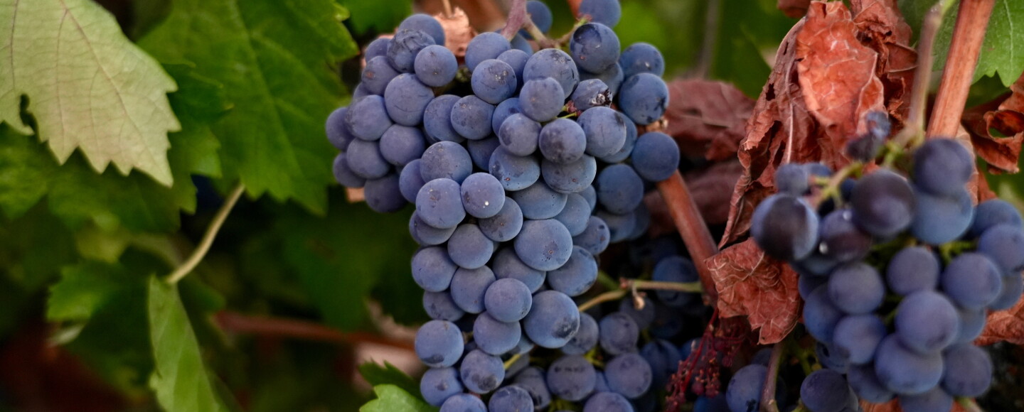 Merlot grapes hang on a vine at Berryhill Family Vineyards in Clements, Calif., Sept. 10, 2026.