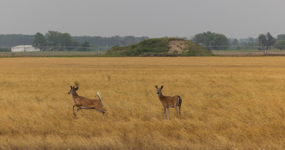 Missouri reevaluates efforts to manage chronic wasting disease among deer