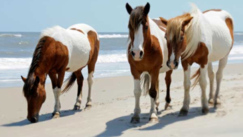 Chnicoteague Ponies