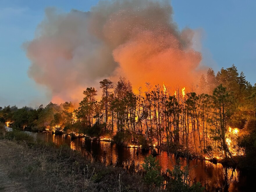 A wooded area is on fire. In front of the trees is a stream or similar waterway. Large clouds of ash climb into a periwinkle sky at dusk