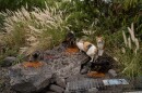 Stray cats gather to eat near the Kealakehe Transfer Station and Recycling Center, Dec. 2, 2025, in Kailua-Kona, Hawaiʻi.