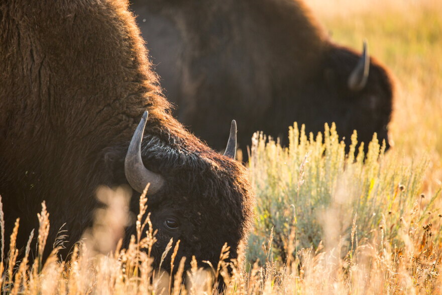 Yellowstone bison in the park grazing.