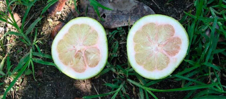 Trees infected with citrus greening disease produce green, bitter, misshapen fruit, according to the U.S. Department of Agriculture's website. 