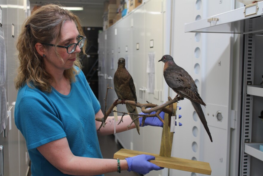 Dawn Roberts, senior director of collections for the Chicago Academy of Sciences’ Peggy Notebaert Nature Museum, holds mounted passenger pigeon specimens. (credit: Ellie Katz / Points North)