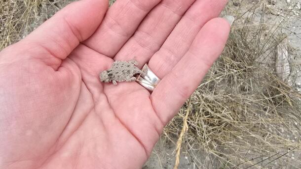 a baby hatchling