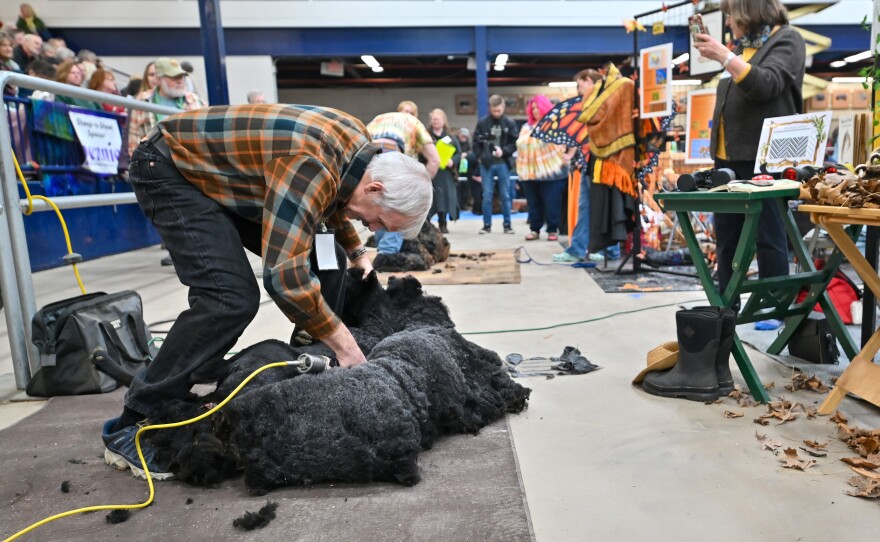 A sheep is sheared in the first step of the Shear to Shawl competition at the 2025 Pennsylvania Farm Show.